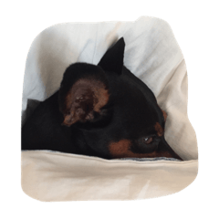 [LINEスタンプ] Momo good night