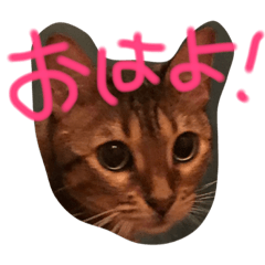 [LINEスタンプ] 坂本FAM