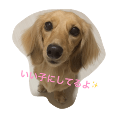 [LINEスタンプ] じゃむきぴのこ vol.1