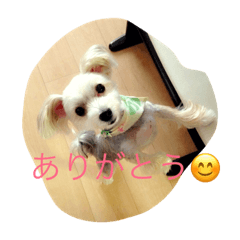 [LINEスタンプ] メイちゃんのワンコスタンプ 2
