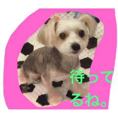[LINEスタンプ] メイちゃんのわんこスタンプ3