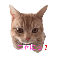 [LINEスタンプ] Cat Brothers ~brioche＆chai~