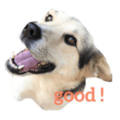 [LINEスタンプ] MIX犬 茶太郎
