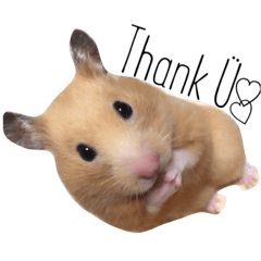 [LINEスタンプ] キンクマハムスターのmint(ミント)さんです