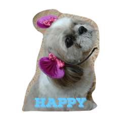 [LINEスタンプ] My shih-tzu