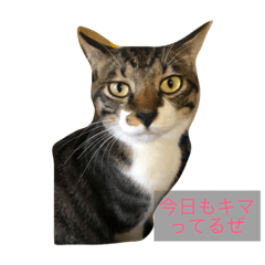 [LINEスタンプ] うちの猫はきっとこんな気持ち
