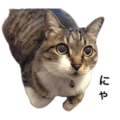 [LINEスタンプ] りんちゃんりんちゃん