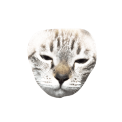 [LINEスタンプ] 猫のもみじ1