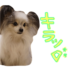 [LINEスタンプ] パピヨンまろん