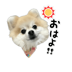 [LINEスタンプ] ポメラニアンのぽんさん2