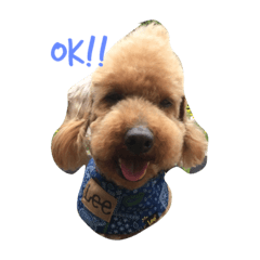 [LINEスタンプ] プードルのロックくん❤︎