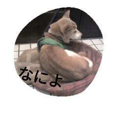 [LINEスタンプ] 愛する柴犬