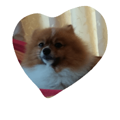 [LINEスタンプ] pomeranian0207