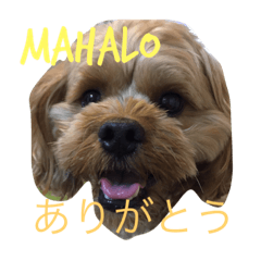 [LINEスタンプ] ぼく、マハロ(ペキプー♂)