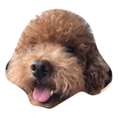 [LINEスタンプ] ぱんまろこはのすたんぷです