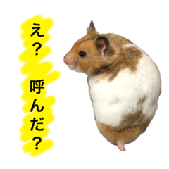 [LINEスタンプ] ゴールデンハムスターのジェリー
