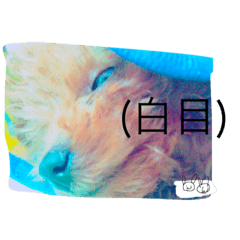 [LINEスタンプ] といぷーちゃん