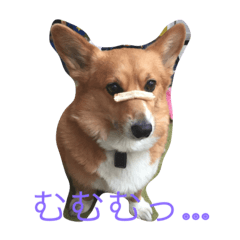 [LINEスタンプ] corgi lovers！
