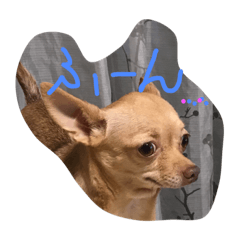 [LINEスタンプ] チワワのコツブ