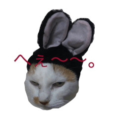 [LINEスタンプ] 白×茶猫のあさひくん