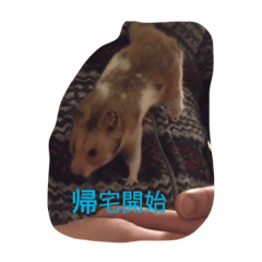 [LINEスタンプ] ハム語録1