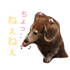 [LINEスタンプ] ダックスのこっちゃん