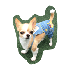 [LINEスタンプ] チワワスタンプ★