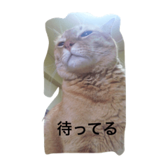 [LINEスタンプ] kiyochikuん家の猫