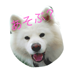 [LINEスタンプ] dogcat"