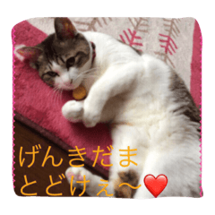 [LINEスタンプ] Hijiki.MIX.Cat