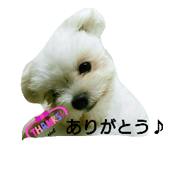 [LINEスタンプ] cute mix dog'Ciel'の画像（メイン）