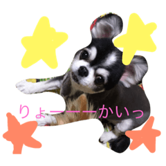 [LINEスタンプ] chiwawawawaw