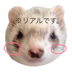 [LINEスタンプ] スナッピーのスタンプ