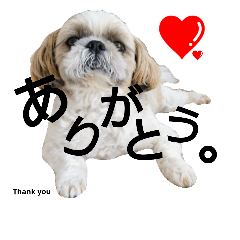 [LINEスタンプ] シーズーのふうたの日常生活