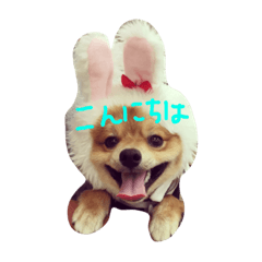 [LINEスタンプ] おかもとりきちゃん