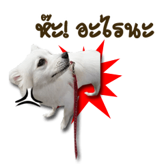 [LINEスタンプ] Ms. Jeng jeng