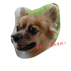 [LINEスタンプ] mihotan