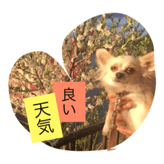 [LINEスタンプ] さくちゃんは今日も元気