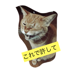 [LINEスタンプ] トラちゃんスタンプ！！