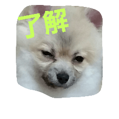 [LINEスタンプ] ポメラニアン大福