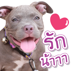 [LINEスタンプ] The Pitbulls Family