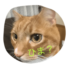 [LINEスタンプ] Happy cat everyday
