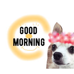 [LINEスタンプ] チワワのサクラ  aloha②