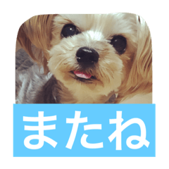[LINEスタンプ] ヨーキー  しずちゃんといっしょ