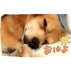 [LINEスタンプ] りくとひな