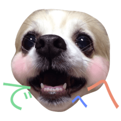 [LINEスタンプ] チワワの茶々まろ