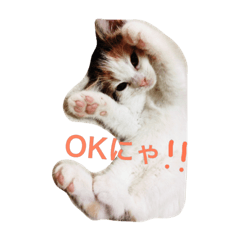 [LINEスタンプ] リアルにゃんこのメッセージ