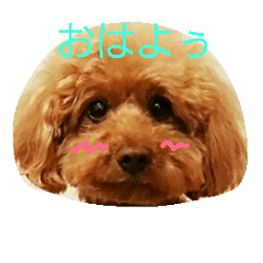 [LINEスタンプ] トイプードル.モナカの日常