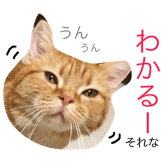 [LINEスタンプ] みかんと仲間たち