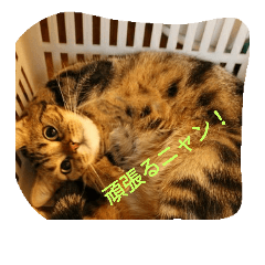 [LINEスタンプ] 猫好きの方も、そうでない方もどうぞ！